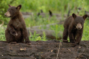 Yellowstone Wolf Tracker - van tours for wildlife