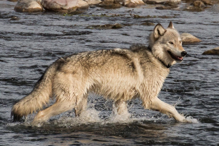 Yellowstone Wolf Tracker — Gardiner, MT