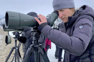 Yellowstone Wolf Tracker - Guided Park Tours