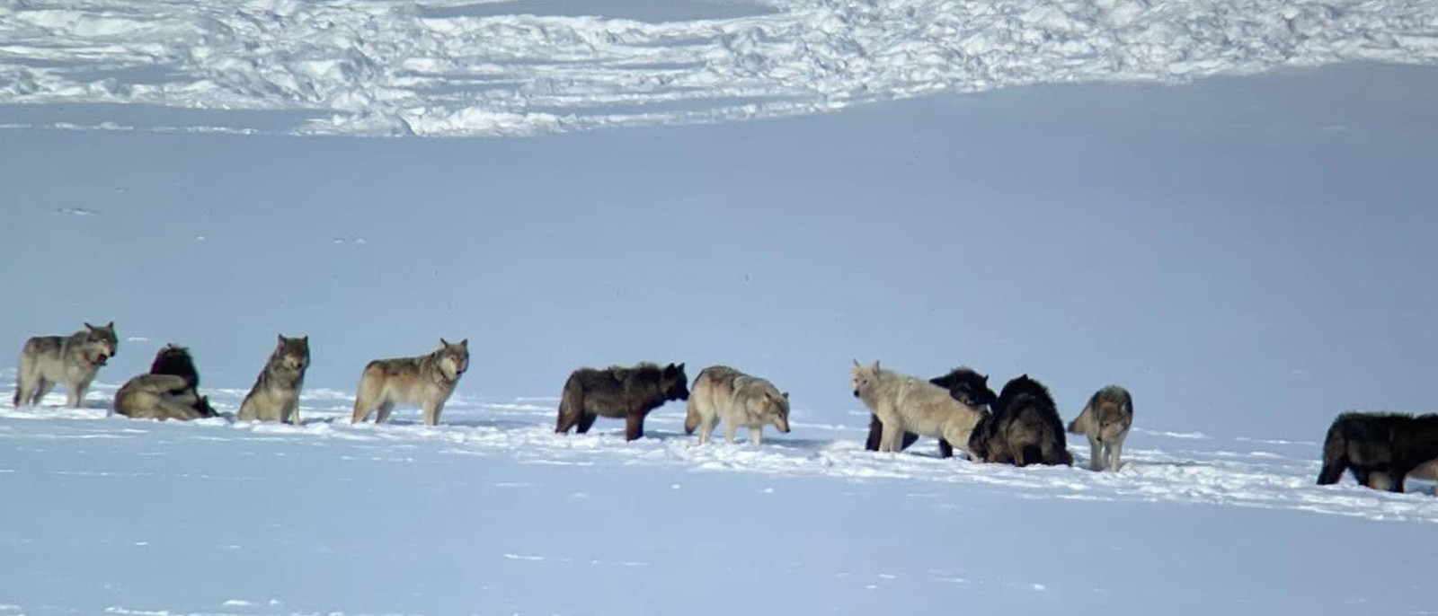 wolftracker