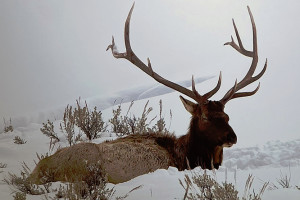 Yellowstone WolfTracker