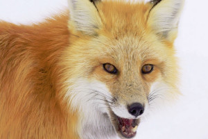 Yellowstone WolfTracker