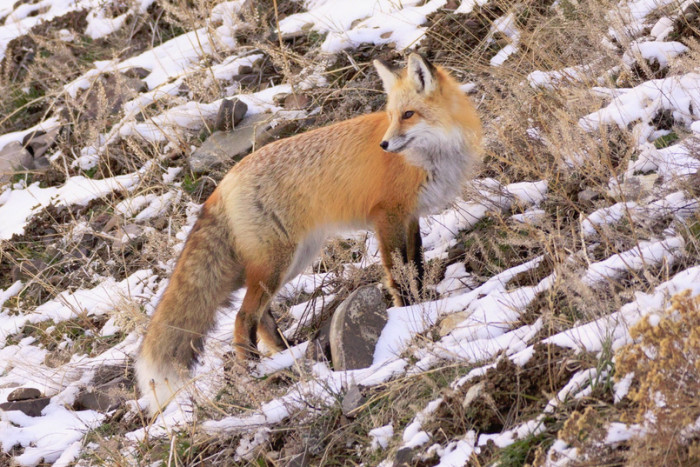 Yellowstone Wolf Tracker — , 