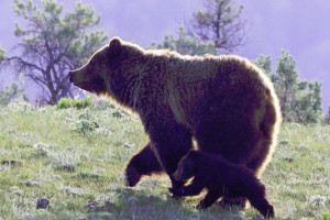 Yellowstone WolfTracker