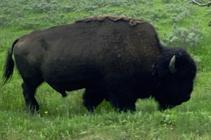 Yellowstone Safari Company | Trips from Big Sky