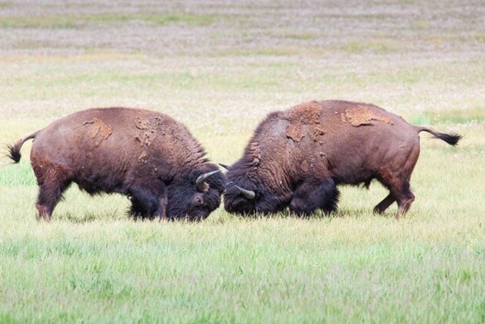 Yellowstone Safari Company — , 