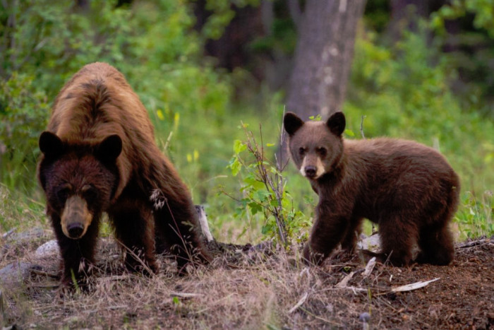 Yellowstone Rent A Car — , 