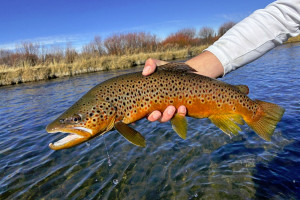 Big Sky Tours | Wade/Walk Fly Fishing Trips