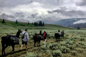 Pioneer Outfitters | Yellowstone hikes & fishing