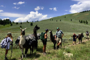 Pioneer Outfitters | Backcountry Pack Trips