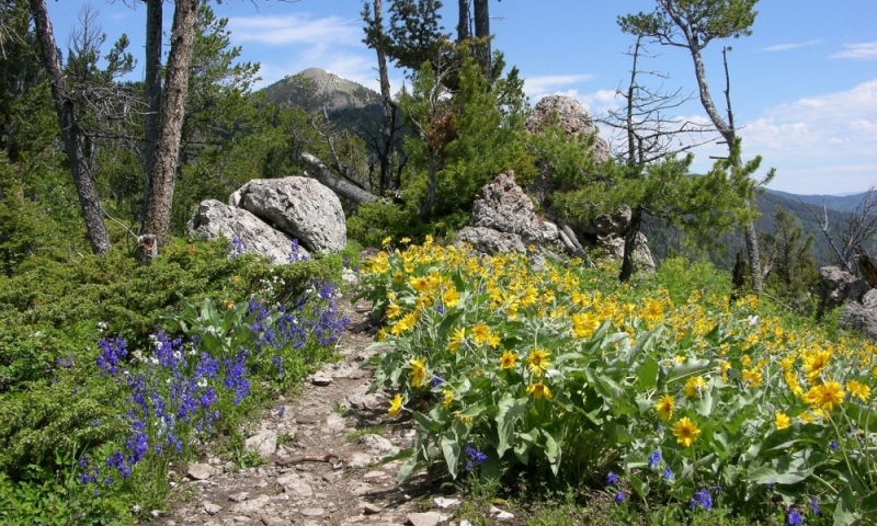 Summer flowers on the hike to baldy mountain from the M