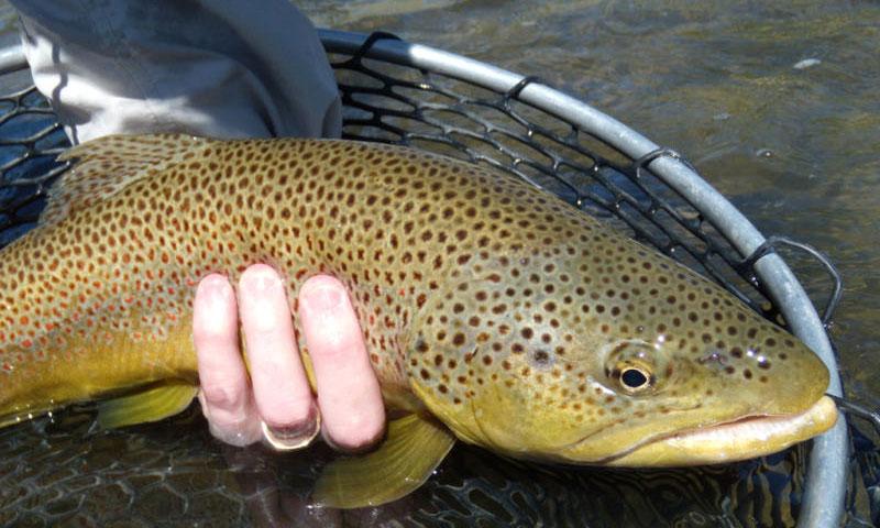 Fishing the Yellowstone River