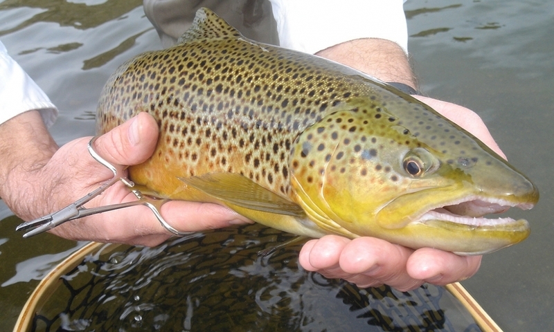 Missouri River Fishing Fish Montana Craig