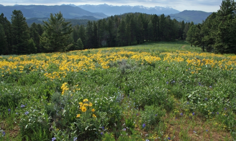 Gallatin Forest Montana Bridger Mountains