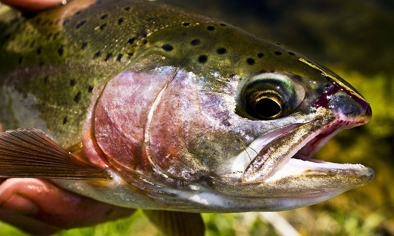 Fishing the Beaverhead River near Bozeman Montana