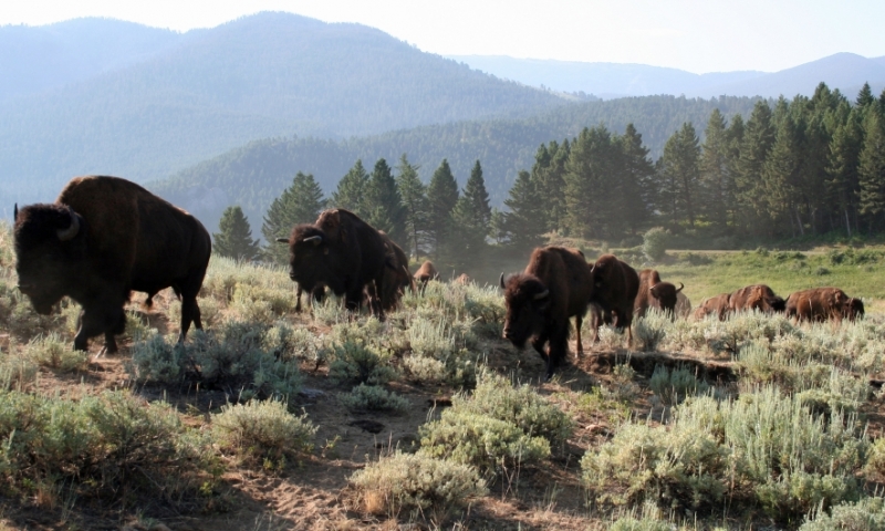Gallatin Forest Spanish Creek Bison Buffalo Wildlife Montana