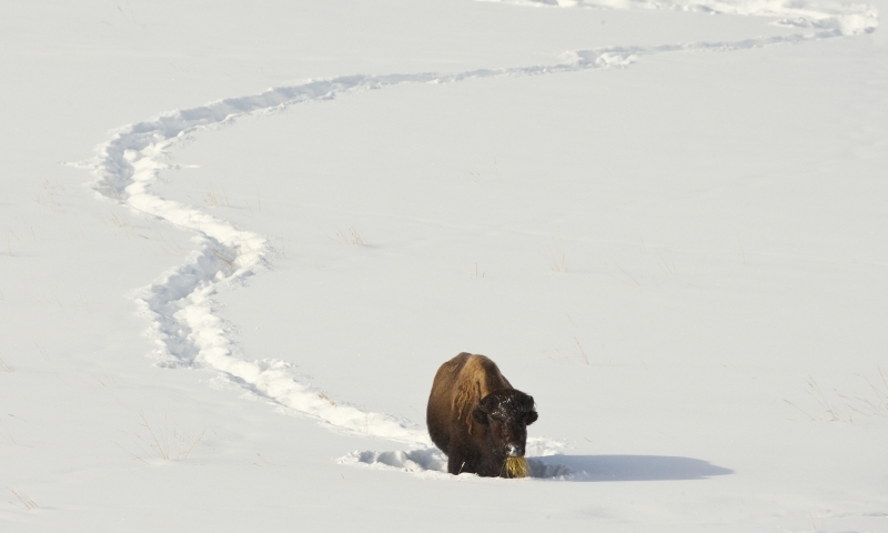 Bison Buffalo Wildlife Yellowstone Winter