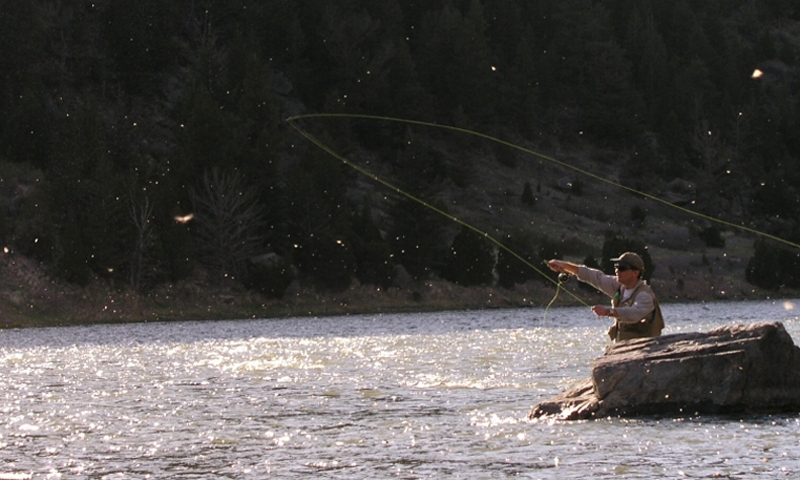 Madison River Caddis Hatch Fishing Fly Montana