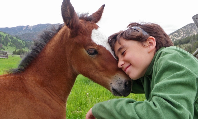 Meeting a Horse at 320 Ranch in Gallatin Gateway