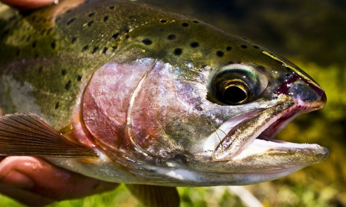 Beaverhead River