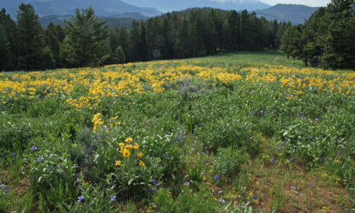 Gallatin Mountains