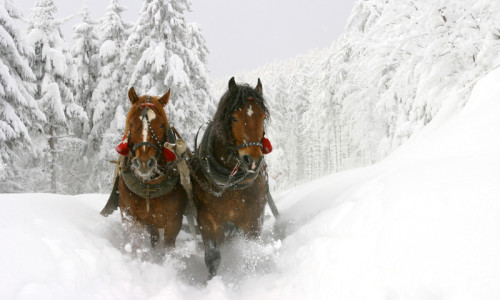 Sleigh / Wagon Rides